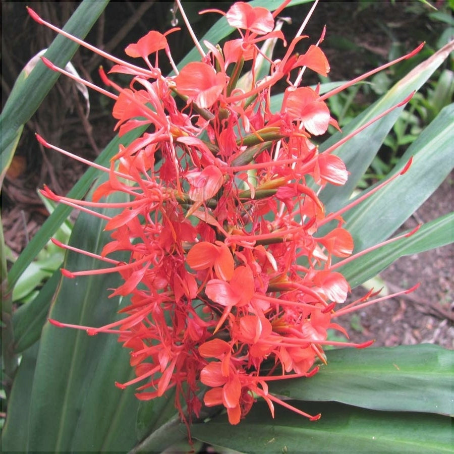 Красочный цветок имбиря Hedychium coccineum с оранжевыми лепестками и зелёными листьями
