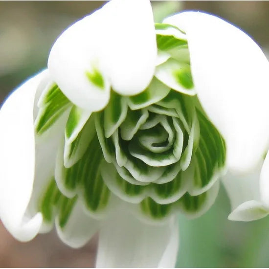 Bulbi Ghiocei Dubli - Flore Pleno - 10 buc