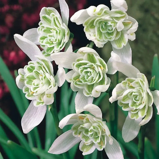 Bulbi de Ghiocei Dubli "Flore Pleno", 5 Bucati