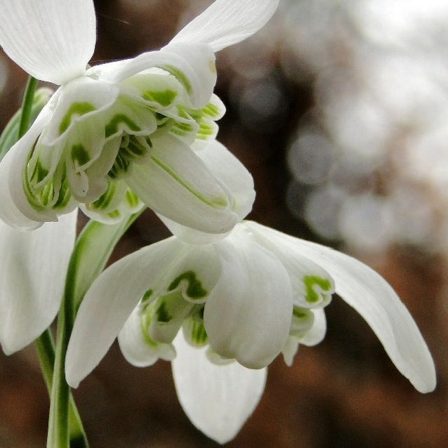 Bulbi de Ghiocei Dubli "Flore Pleno", 5 Bucati