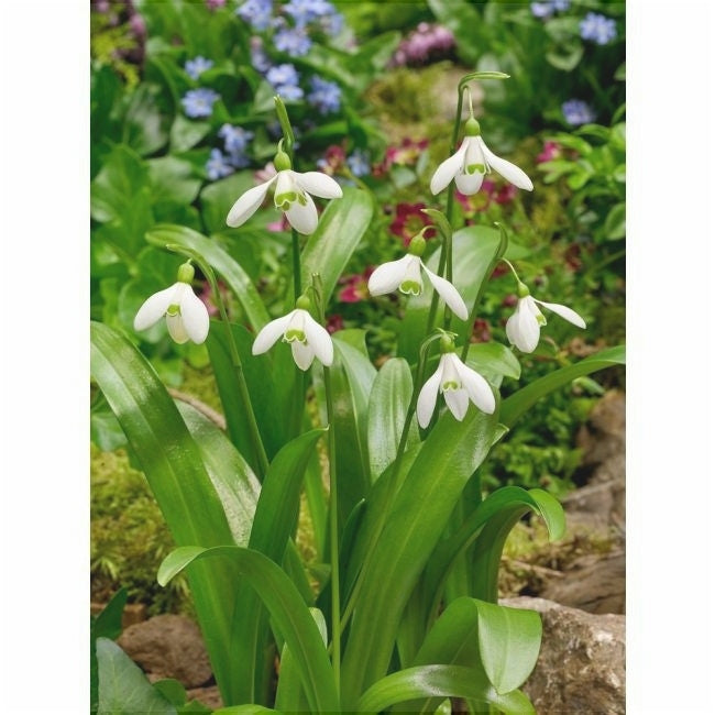 Bulbi de Ghiocei Galanthus "Woronowii", 5 Bucati