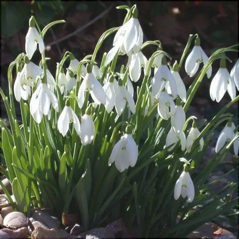 Bulbi Ghiocei Galanthus - Woronowii - 10 buc
