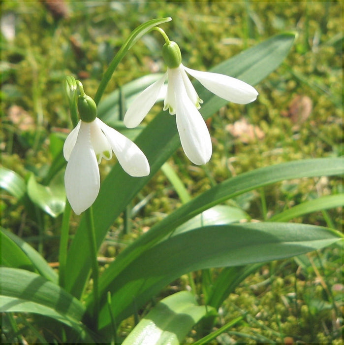 Bulbi de Ghiocei Galanthus "Woronowii", 5 Bucati