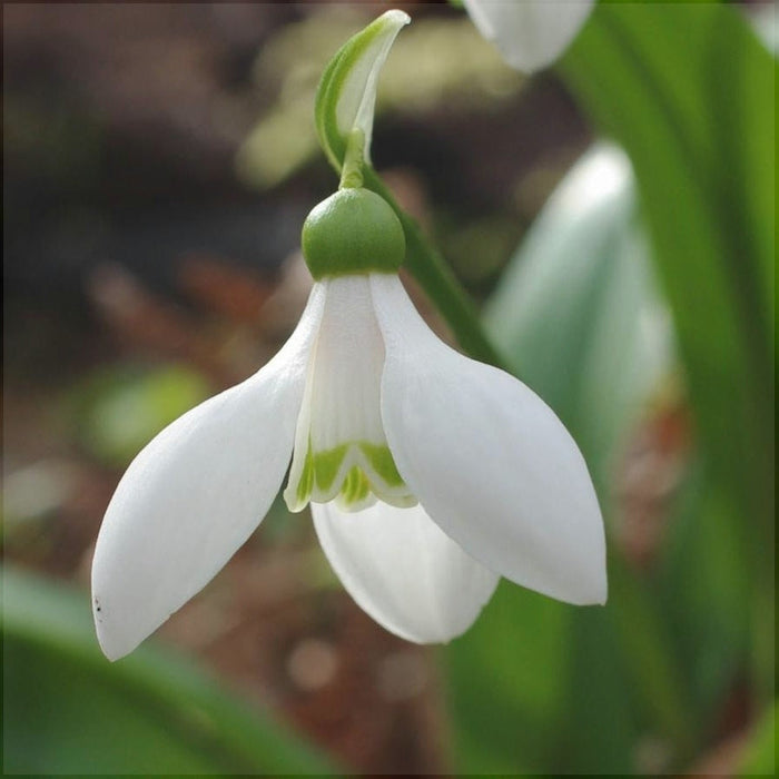 Bulbi de Ghiocei Galanthus "Woronowii", 5 Bucati