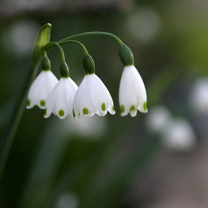Bulbi de Ghiocei de Vara "Leucojum Aestivum", 5 Bucati