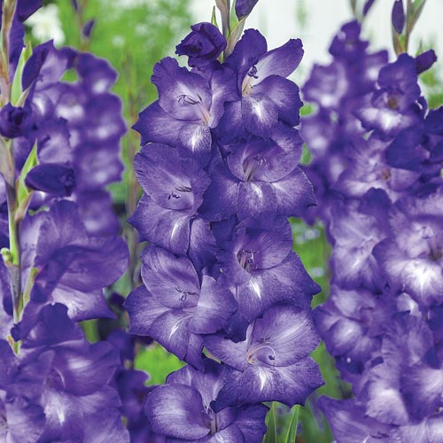 Гладиолусы Blue Isle с яркими фиолетово-синими цветами на высоких стеблях в саду