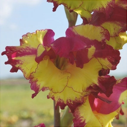 Гладиолус Far West с крупными волнистыми желто-бордовыми лепестками на фоне поля