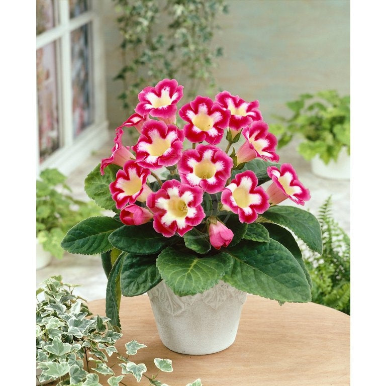 Bulbi de Gloxinia "Blanche de Méru", 1 Bucata