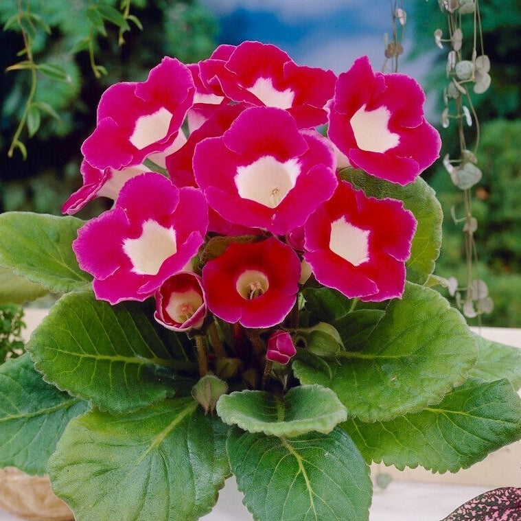 Bulbi de Gloxinia "Blanche de Méru", 1 Bucata