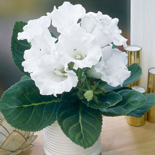 Bulbi de Gloxinia "Mont Blanc", 1 Bucata