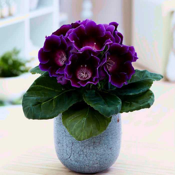 Bulbi de Gloxinia "Prins Albert", 1 Bucata