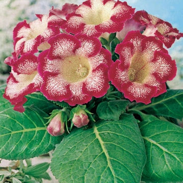 Bulbi de Gloxinia "Tigrina Rosu", 1 Bucata