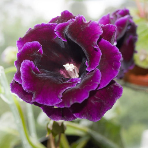 Bulbi de Gloxinia "Violacea Deep Velvet Blue", 1 Bucata