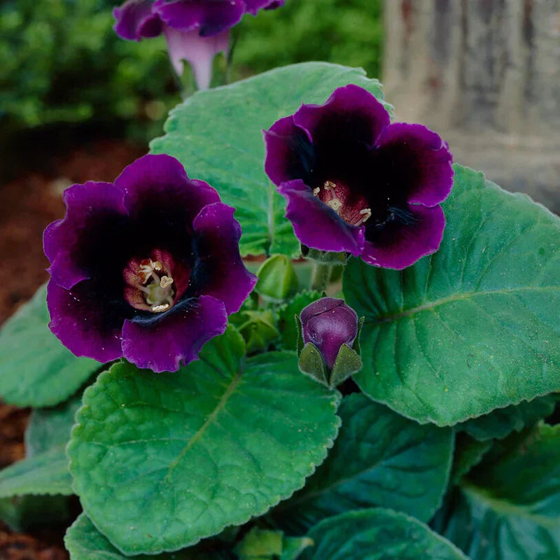 Bulbi de Gloxinia "Violacea Deep Velvet Blue", 1 Bucata