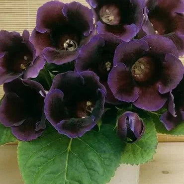 Bulbi de Gloxinia "Violacea Deep Velvet Blue", 1 Bucata