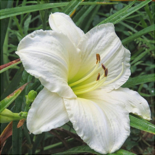 Bulbi de Hemerocallis "Astolat'', Crin Salbatic, 1 Bucata