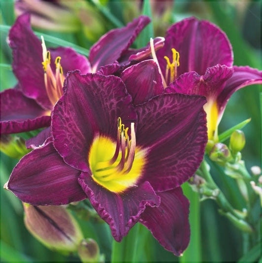 Фиолетовый гиацинт Hemerocallis Bela Lugosi с ярко-желтой серединой на зеленом фоне