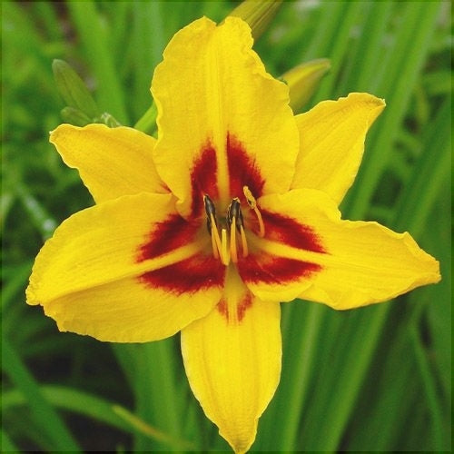 Bulbi de Hemerocallis "Bonanza", Crin Salbatic, 1 Bucata