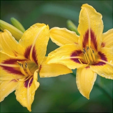 Bulbi de Hemerocallis "Bonanza", Crin Salbatic, 1 Bucata