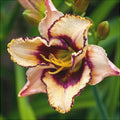 Крупный план цветка лилейника Hemerocallis с кремово-пурпурными лепестками в саду