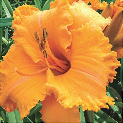 Bulbi de Hemerocallis "Colonel Mustard", Crin Sălbatic, 1 Bucată