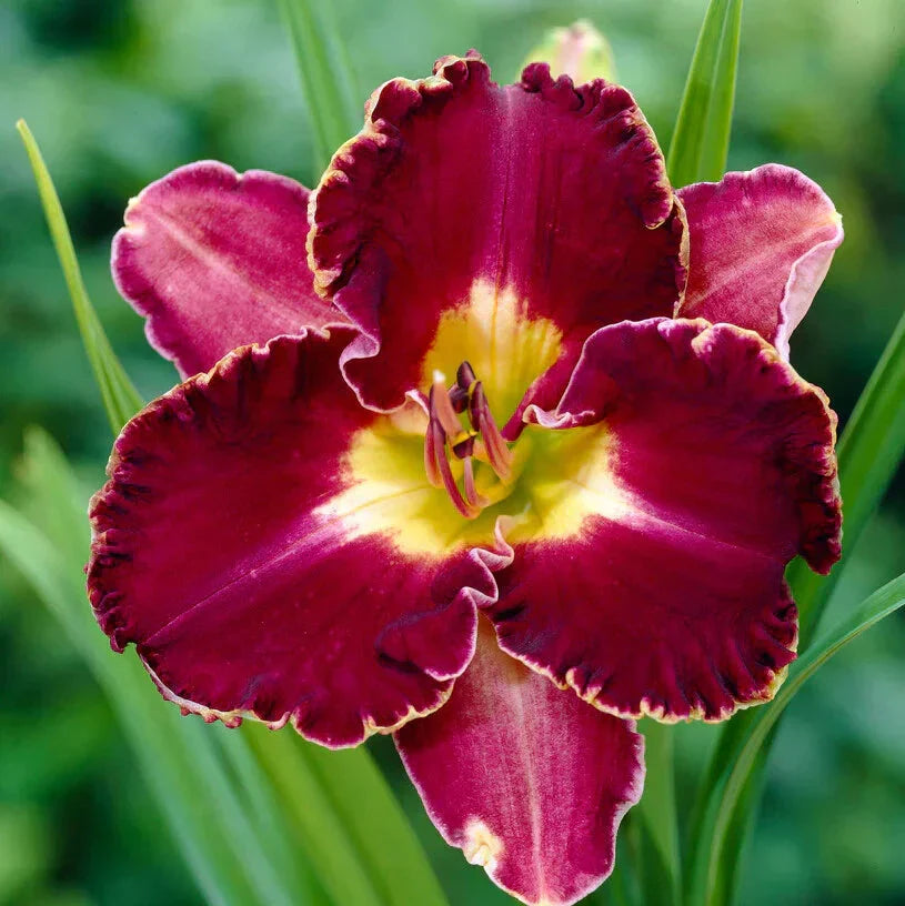 Bulbi de Hemerocallis "David Kirchoff", Crin Sălbatic, 1 Bucată