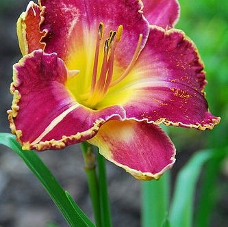 Бордово-жёлтый цветок лилейника Hemerocallis David Kirchoff на зелёном фоне сада