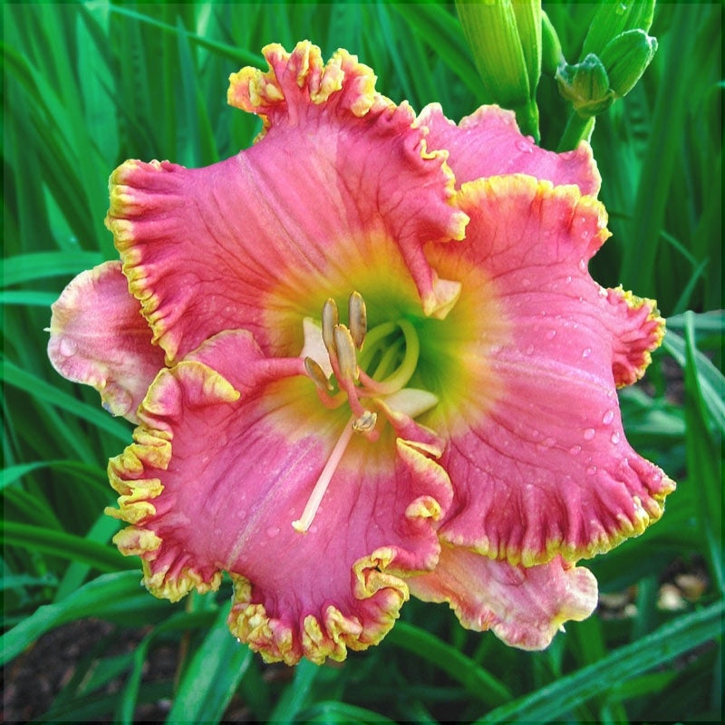 Розовый гиацинт Hemerocallis с желтой каймой, садовые растения, цветы декоративные