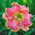 Розовый гиацинт Hemerocallis с желтой каймой, садовые растения, цветы декоративные