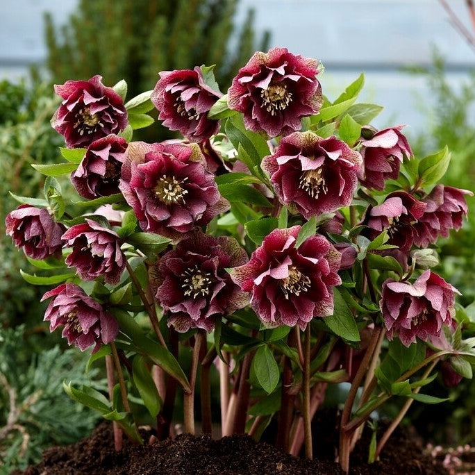 Красные махровые цветы гиацинта Hemerocallis Double Ellen на клумбе в саду