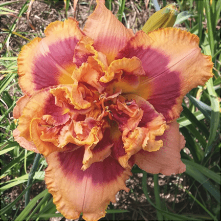 Bulbi de Hemerocallis "Exploded Pumpkin", Crin Sălbatic, 1 Bucată