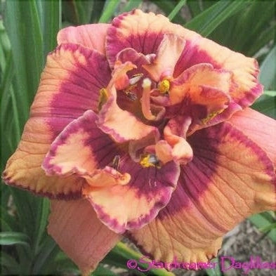 Bulbi de Hemerocallis "Exploded Pumpkin", Crin Salbatic, 1 Bucata