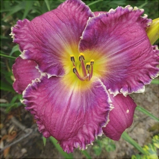 Bulbi de Hemerocallis "Face of the Stars", Crin Salbatic, 1 Bucata