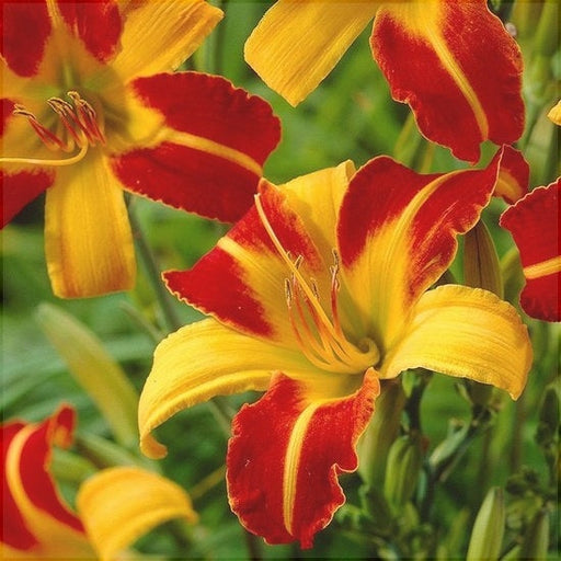 Bulbi de Hemerocallis "Frans Hals", Crin Salbatic, 1 Bucata