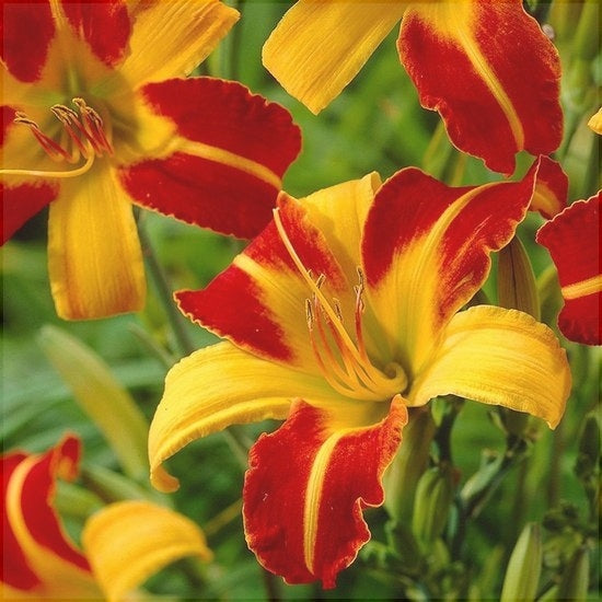 Bulbi de Hemerocallis "Frans Hals", Crin Salbatic, 1 Bucata