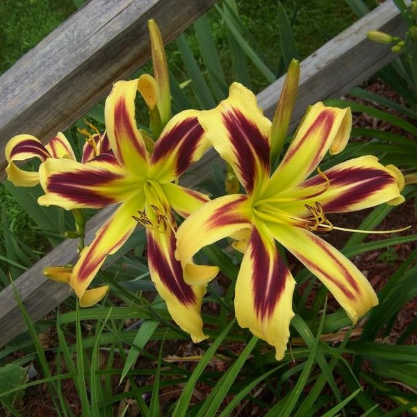 Жёлтые лилейники Hemerocallis Free Wheelin с бордовыми полосами в саду