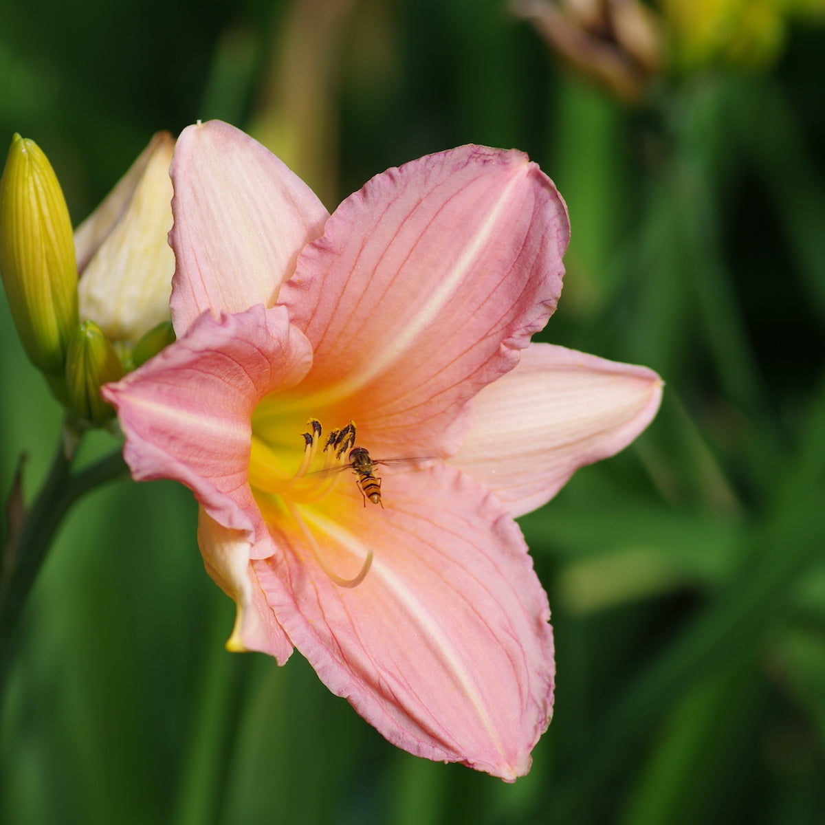 Bulbi de Hemerocallis, Roz, Crin Sălbatic, 1 Bucată