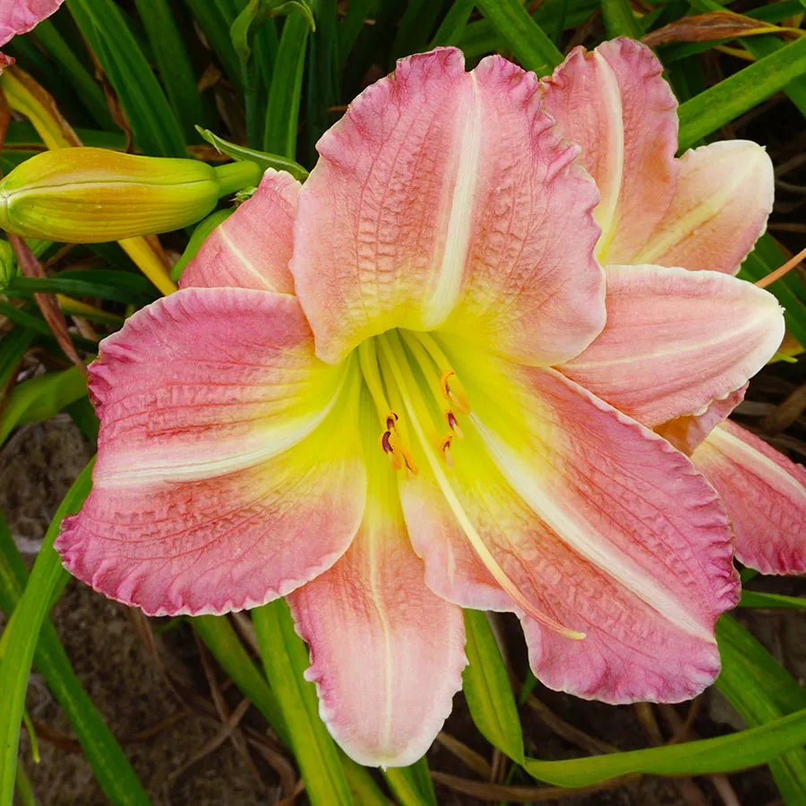 Розовый цветок лилейника (Hemerocallis) крупным планом с зелёными листьями