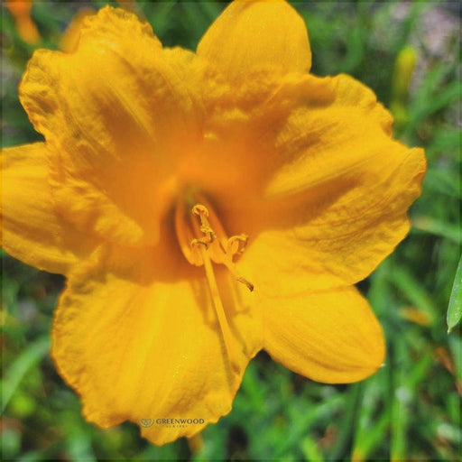 Bulbi de Hemerocallis "Stella de Oro", Crin Salbatic, 1 Bucata