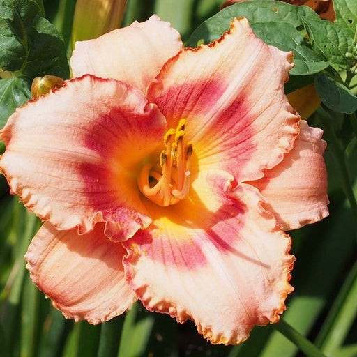 Bulbi de Hemerocallis "Strawberry Candy", Crin Salbatic, 1 Bucata