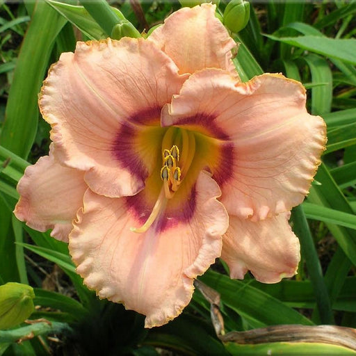 Bulbi de Hemerocallis "True Grit", Crin Salbatic, 1 Bucata
