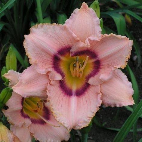 Bulbi de Hemerocallis "True Grit", Crin Salbatic, 1 Bucata
