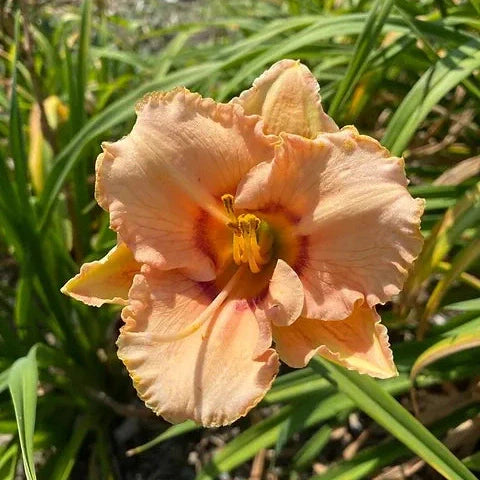 Bulbi de Hemerocallis "True Grit", Crin Salbatic, 1 Bucata