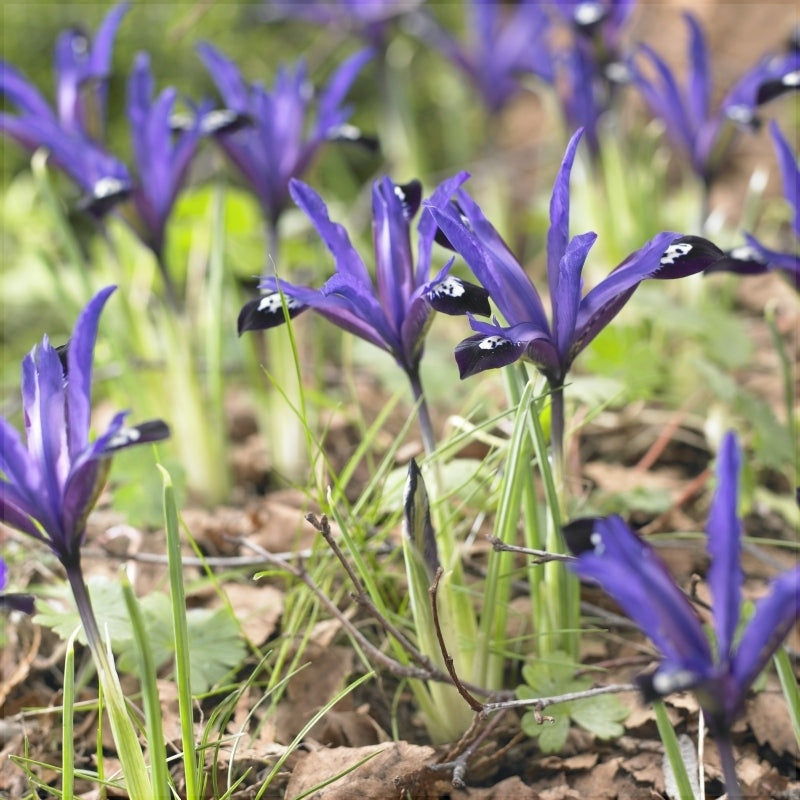 Свежие фиолетовые ирисы Reticulata Blue Note растут в саду, зеленые листья