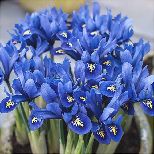 Синие цветущие ирисы Blue Note, крупный план, декоративные садовые цветы