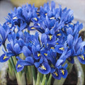 Синие цветущие ирисы Blue Note, крупный план, декоративные садовые цветы