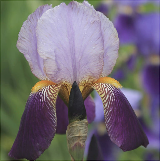 Bulbi de Iris Germanica "Alcazar", 1 Bucata