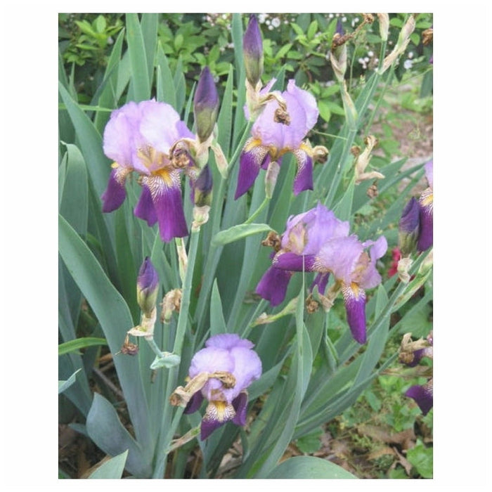 Bulbi de Iris Germanica "Alcazar", 1 Bucata