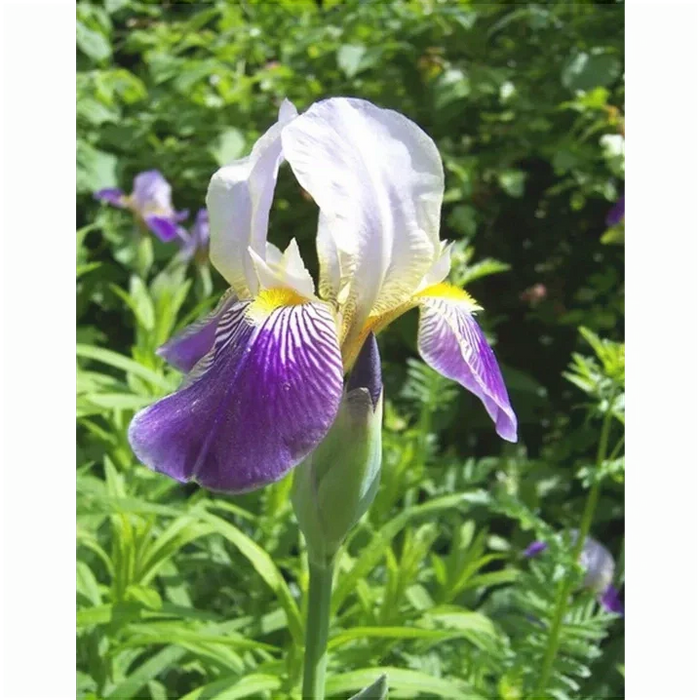 Bulbi de Iris Germanica "Alcazar", 1 Bucata