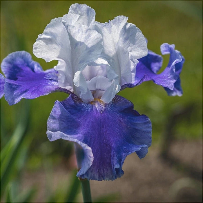 Bulbi de Iris Germanica "Arpege", 1 Bucata